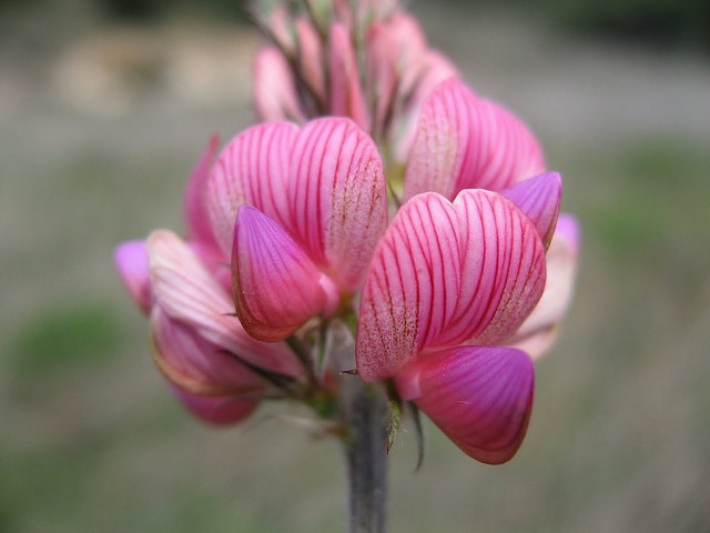 Sainfoin cultivé
