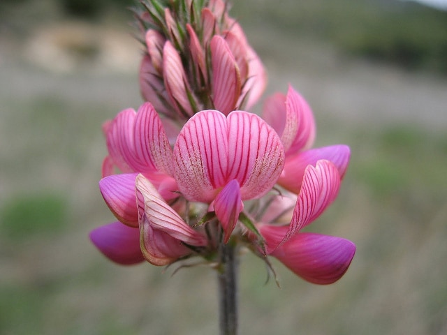 Sainfoin cultivé