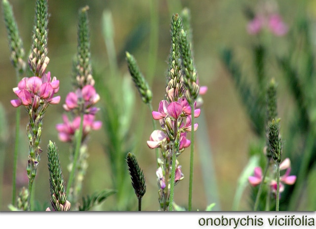 Sainfoin cultivé (Onobrychis viciifolia)