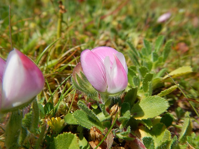 Ononis repens