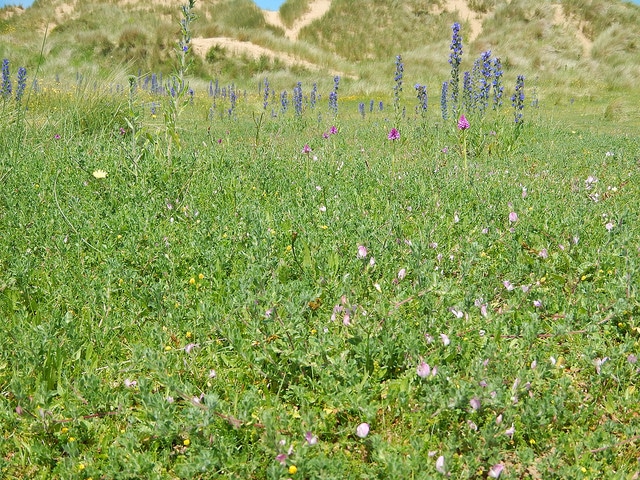 Ononis repens