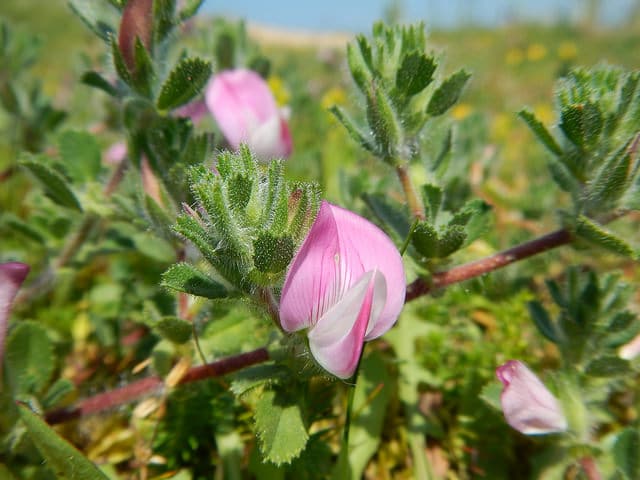 Ononis repens