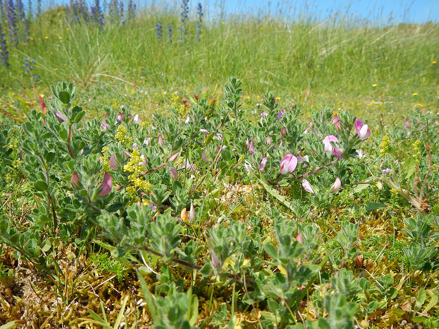 Ononis repens