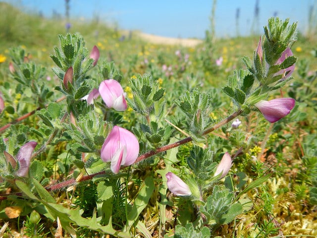 Ononis repens