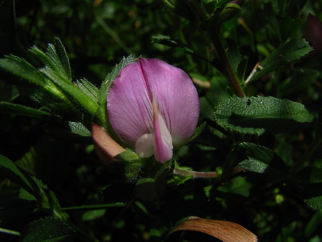 Ononis repens (Ononis repens)