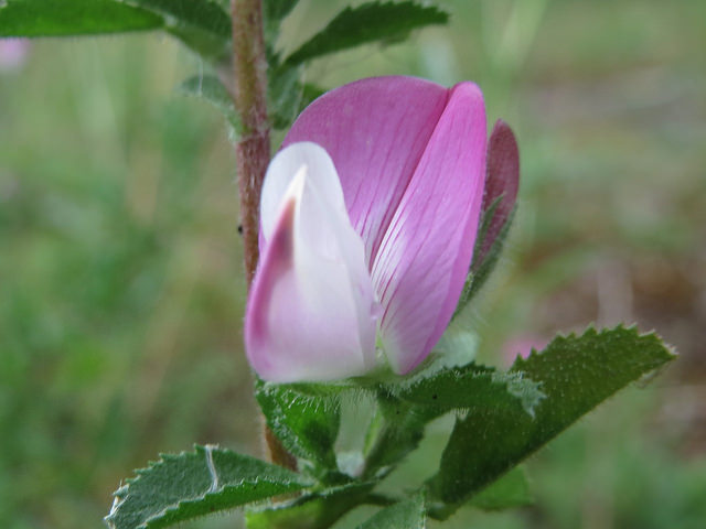 Bugrane épineuse