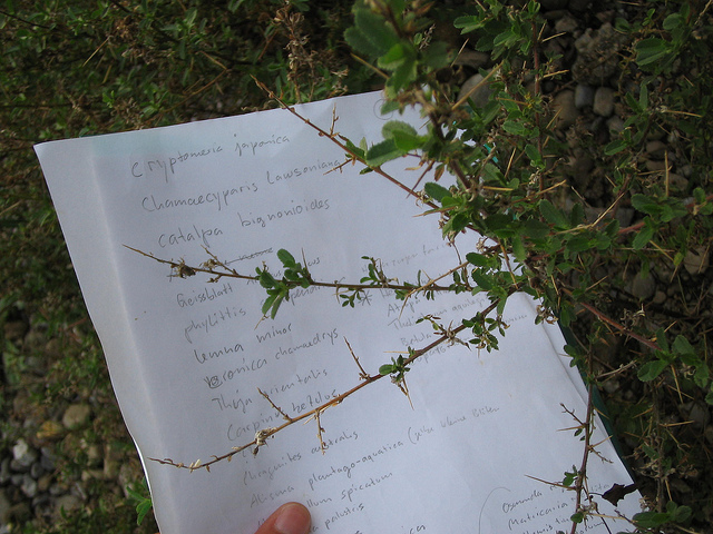 Bugrane épineuse