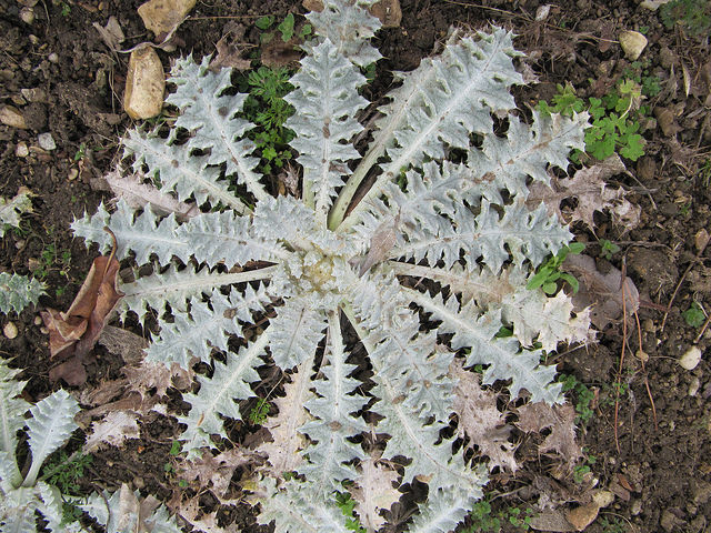 Onopordon à tige courte (Onopordum acaulon)