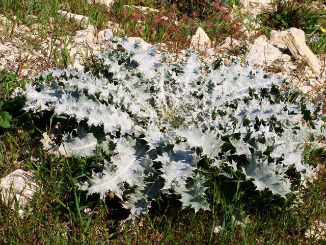Onopordum bracteatum (Onopordum bracteatum)