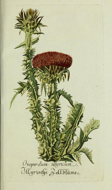 Onopordum illyricum (Onopordum illyricum)