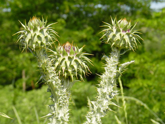 Onopordum illyricum