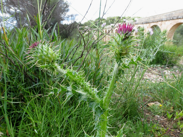 Onopordum illyricum