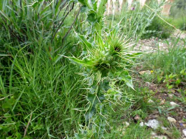 Onopordum illyricum