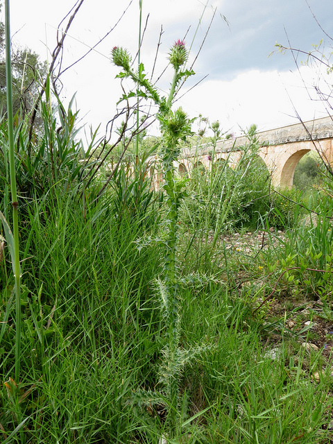Onopordum illyricum