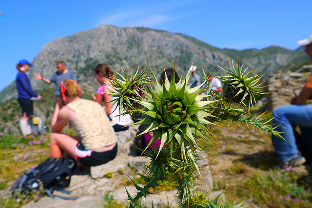 Onopordon (Onopordum tauricum)