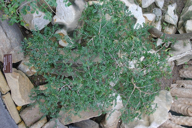 Operculicarya pachypus (Operculicarya pachypus)
