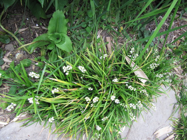 Muguet du japon