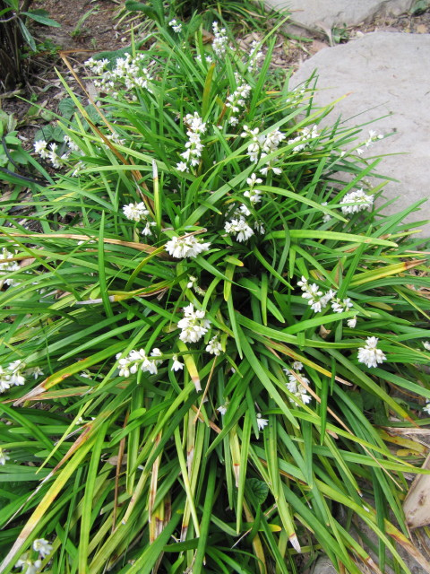 Muguet du japon