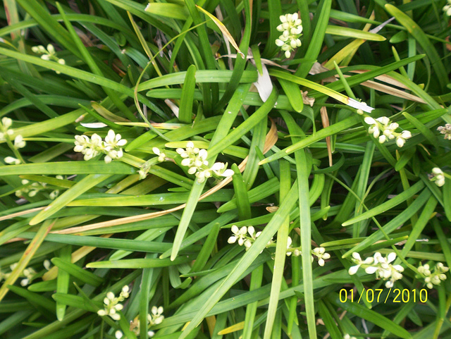 Muguet du japon