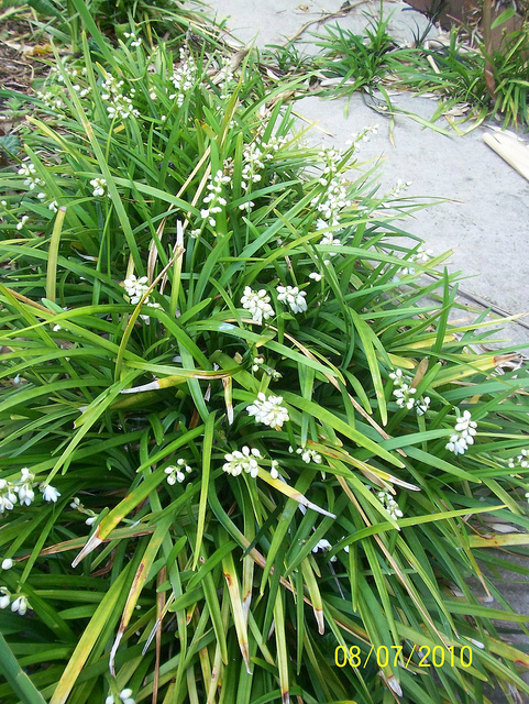 Muguet du japon