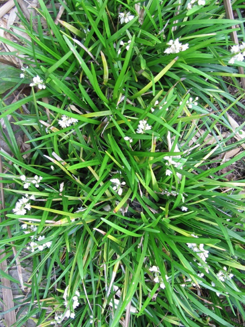 Muguet du japon