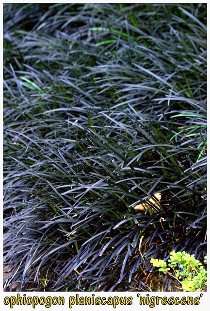 Barbe de serpent (Ophiopogon planiscapus)