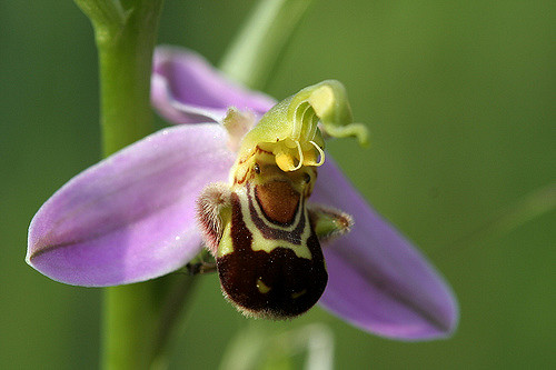 Ophrys abeille