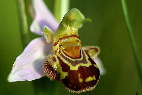Ophrys abeille