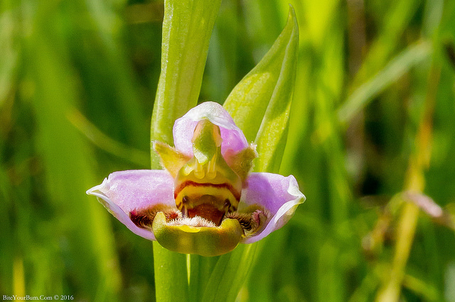 Ophrys abeille