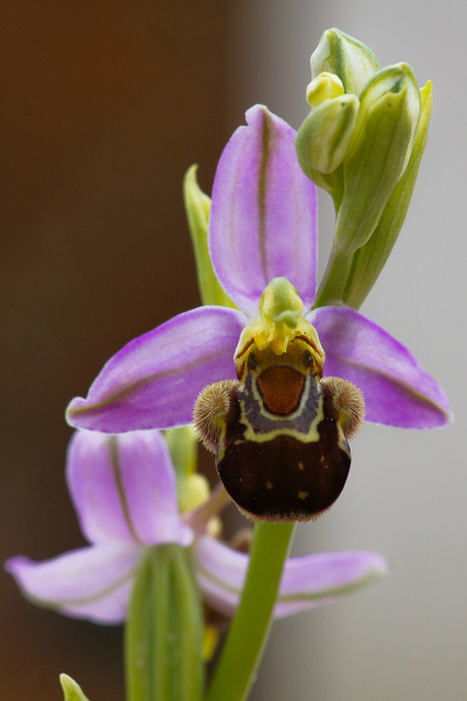 Ophrys abeille