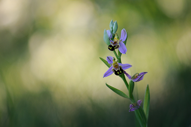 Ophrys abeille