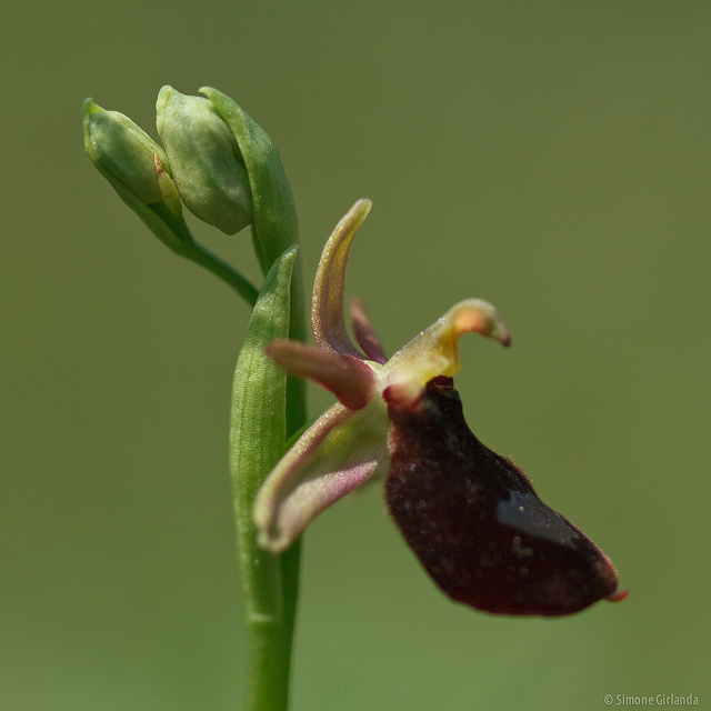 Ophrys aurélien (Ophrys bertolonii)