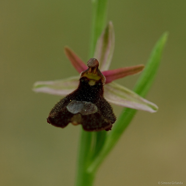 Ophrys aurélien