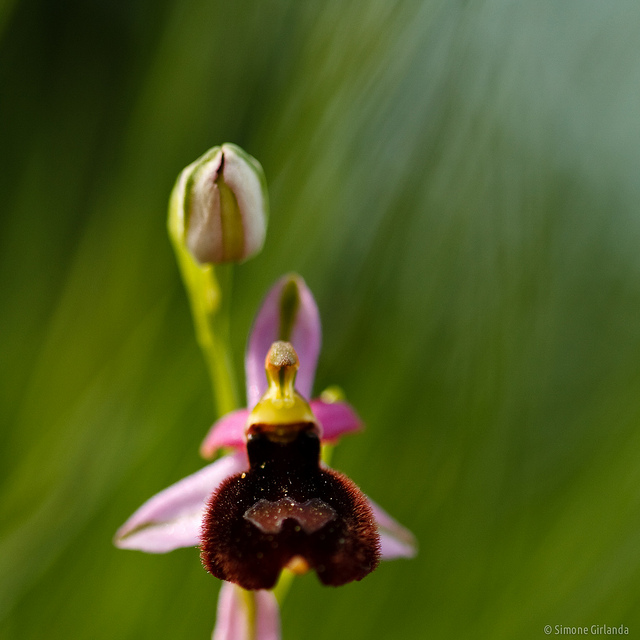Ophrys aurélien