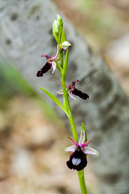Ophrys aurélien