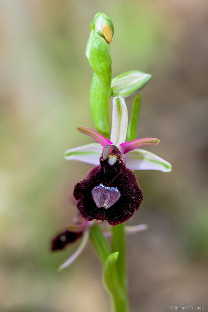 Ophrys aurélien