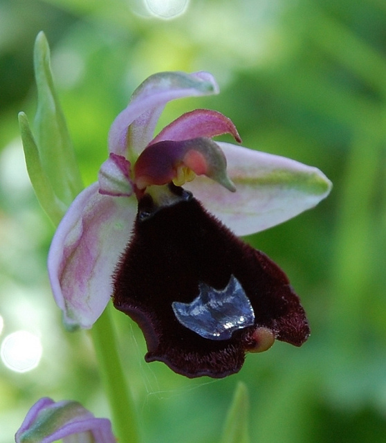 Ophrys aurélien