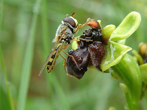 Ophrys bombyx (Ophrys bombyliflora)