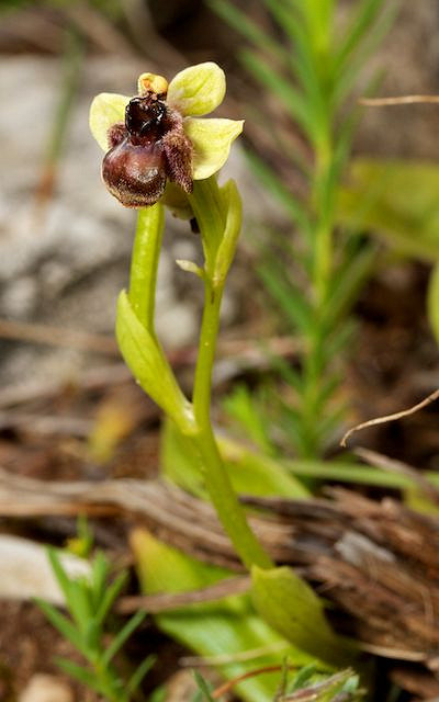 Ophrys bombyx