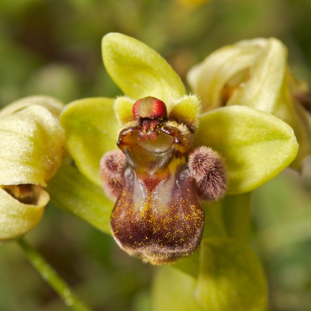 Ophrys bombyx