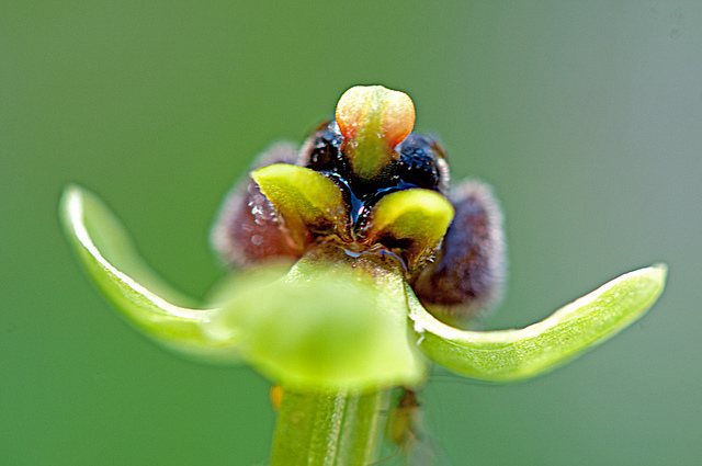 Ophrys bombyx