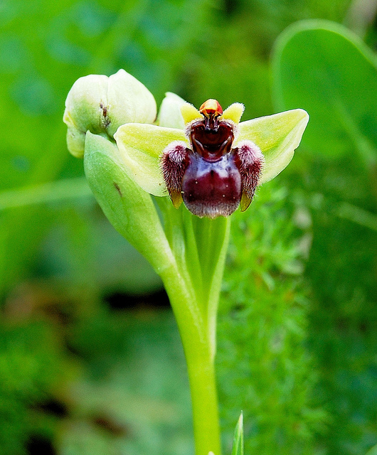 Ophrys bombyx