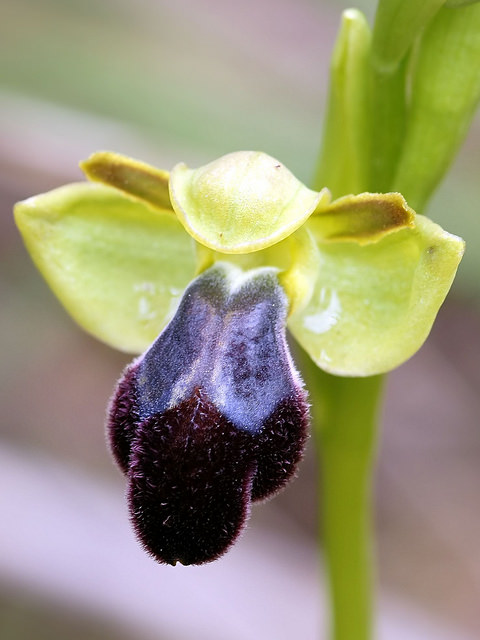 Ophrys brun
