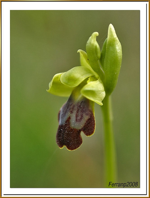 Ophrys brun