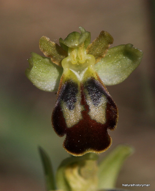 Ophrys brun