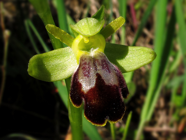 Ophrys brun