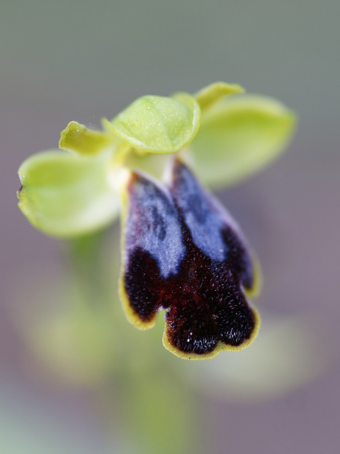 Ophrys brun