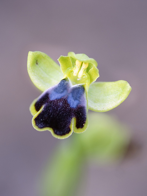 Ophrys brun
