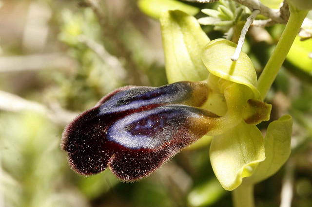 Ophrys iricolor