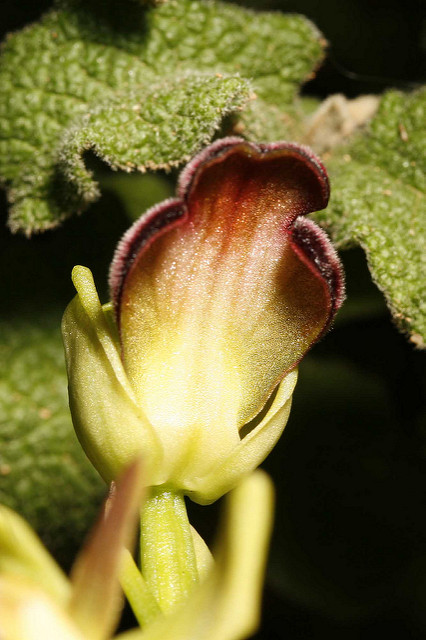 Ophrys iricolor